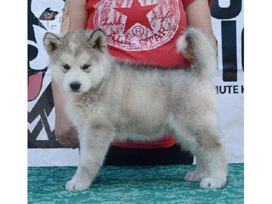 Κουτάβια Malamute της Αλάσκας
